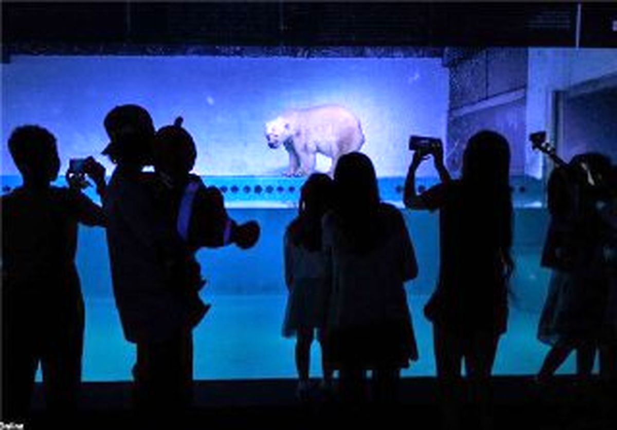پایان خوش برای "غمگین‌ترین خرس قطبی جهان"