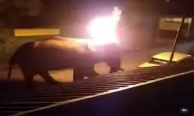 زنده سوزاندن یک فیل در هند/ ویدئو