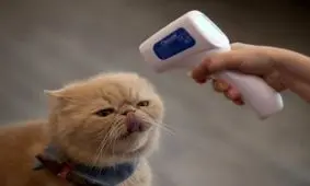 مثبت شدن تست کروناویروس یک گربه در کره جنوبی