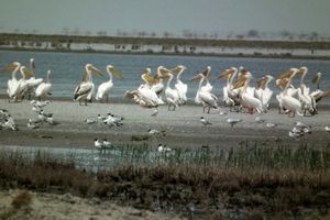 ممنوعیت شکار در تالاب‌های اردبیل/ ۲ گونه ارزشمند اردک سرسفید و غاز پیشانی سفید بزرگ ‌مشاهده ‌شد