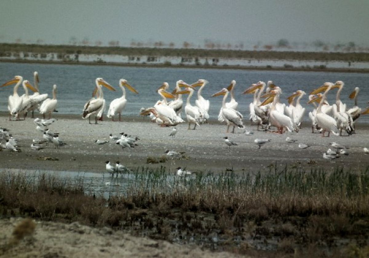 ممنوعیت شکار در تالاب‌های اردبیل/ ۲ گونه ارزشمند اردک سرسفید و غاز پیشانی سفید بزرگ ‌مشاهده ‌شد