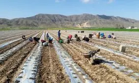 کاشت صیفی خارج فصل در ۲۵۰۰ هکتار از مزارع خُنج