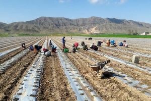 کاشت صیفی خارج فصل در ۲۵۰۰ هکتار از مزارع خُنج