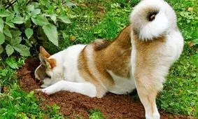 چرا سگ‌ها استخوان‌ را دفن می‌کنند؟