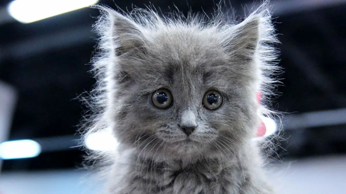 گربه سارق، صاحب صفحه‌ای در فضای مجازی شد