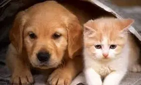 نگهداری سگ و گربه در خانه ممنوع نیست، اما می‌تواند منجر به شکایت شود