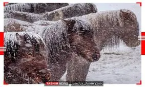 دیدنی‌ترین عکس‌های جهان در ۲۴ ساعت گذشته