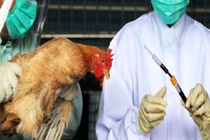 واکسن مورد نیاز آنفلوآنزای فوق حاد پرندگان در کردستان تامین است