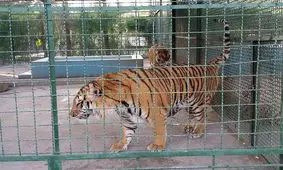 باغ وحش ارومیه فاقد استانداردهای لازم برای نگهداری از حیوانات/ درآمد باغ‌وحش به صفر رسید