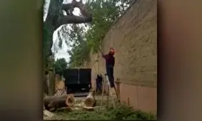 برخورد دلخراش درخت با سر یک مرد/ ویدئو