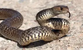 به راستی مارها از جان عسگر چه می‌‌خواهند؟!