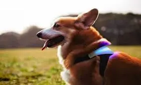 کارت هوشمند سگی نیز صادر شد/ عکس