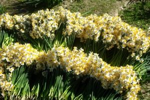 پیش‌بینی برداشت ۱۰۰ هزار شاخه گل از نرگس‌زارهای کازرون