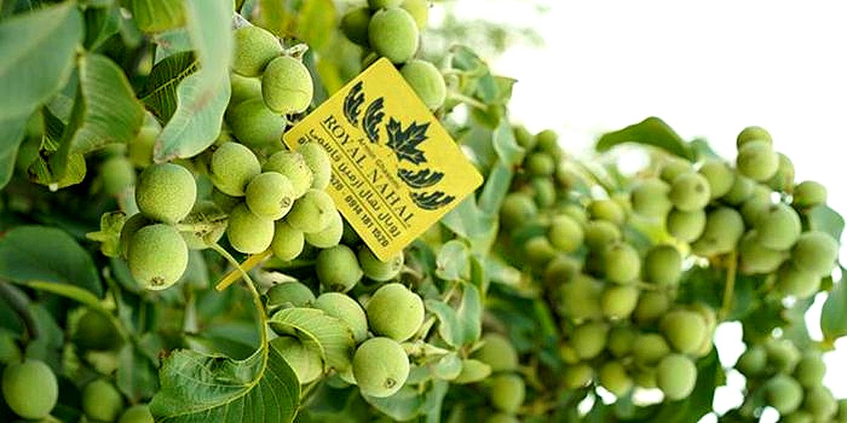 نکات کلیدی خرید نهال گردو و بادام از نهالستان + معرفی و قیمت نهال