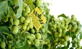 نکات کلیدی خرید نهال گردو و بادام از نهالستان + معرفی و قیمت نهال