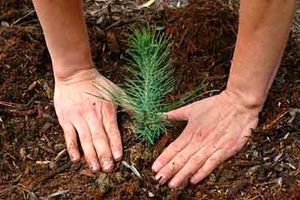 ۱۰ اصل مهم درختکاری و حفظ جنگل ها