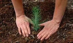 ۱۰ اصل مهم درختکاری و حفظ جنگل ها