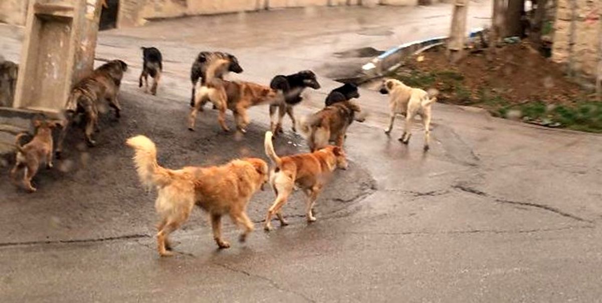 شهرداری‌های البرز در جمع‌آوری سگ‌های بلاصاحب پای کار نیستند