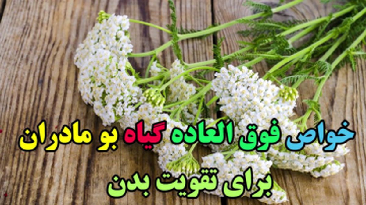 خواص فوقالعاده گیاه "بو مادران" برای خانمها و دختران