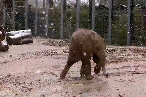 خوشحالی بچه فیل در برف/ ویدئو