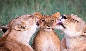 عکس‌های دلچسب از لیس زدن بچه شیر توسط ۲ ماده شیر