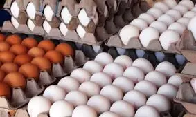 بازگشت آرامش به بازار تخم‌مرغ‌ زنجان با ورود بخش دولتی