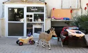 هجوم بز‌های کوهی به خیابان‌های اسرائیل/ تصاویر‌