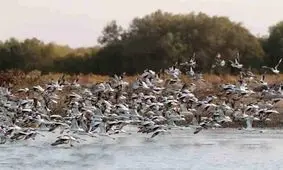 ابراز نگرانی از ورود پرندگان مهاجر به استان کرمان و بروز آنفلوانزای پرندگان