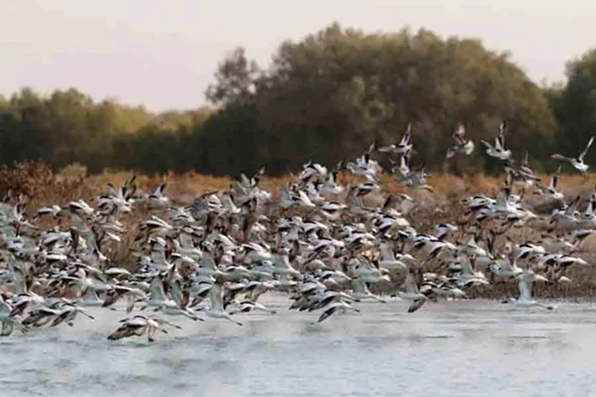 ابراز نگرانی از ورود پرندگان مهاجر به استان کرمان و بروز آنفلوانزای پرندگان