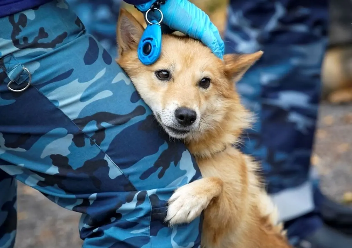 سگ‌های کرونایاب، از ایران تا فنلاند/ تصاویر‌