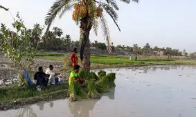 تصمیم خطرناک مجلس/ بزودی شاهد خشک شدن کامل سفره‌های آب‌های زیرزمینی در ایران خواهیم بود؟