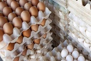 نظارت ناکافی علت گرانی تخم مرغ
