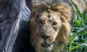 مداوای شیر نر باغ وحش تهران زیر نظر اروپایی ها / شیر نر پارک ارم بیمار است