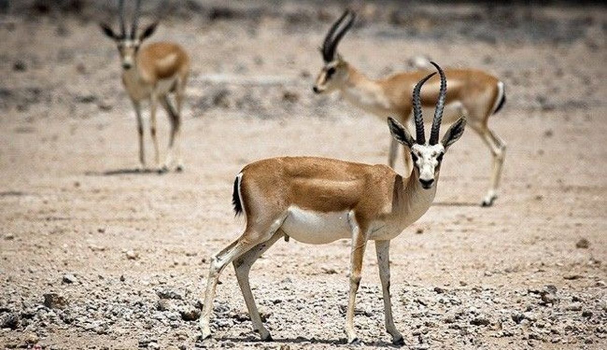 بزرگترین ایستگاه پرورش آهو و گوزن شرق کشور در دامغان ایجاد میشود