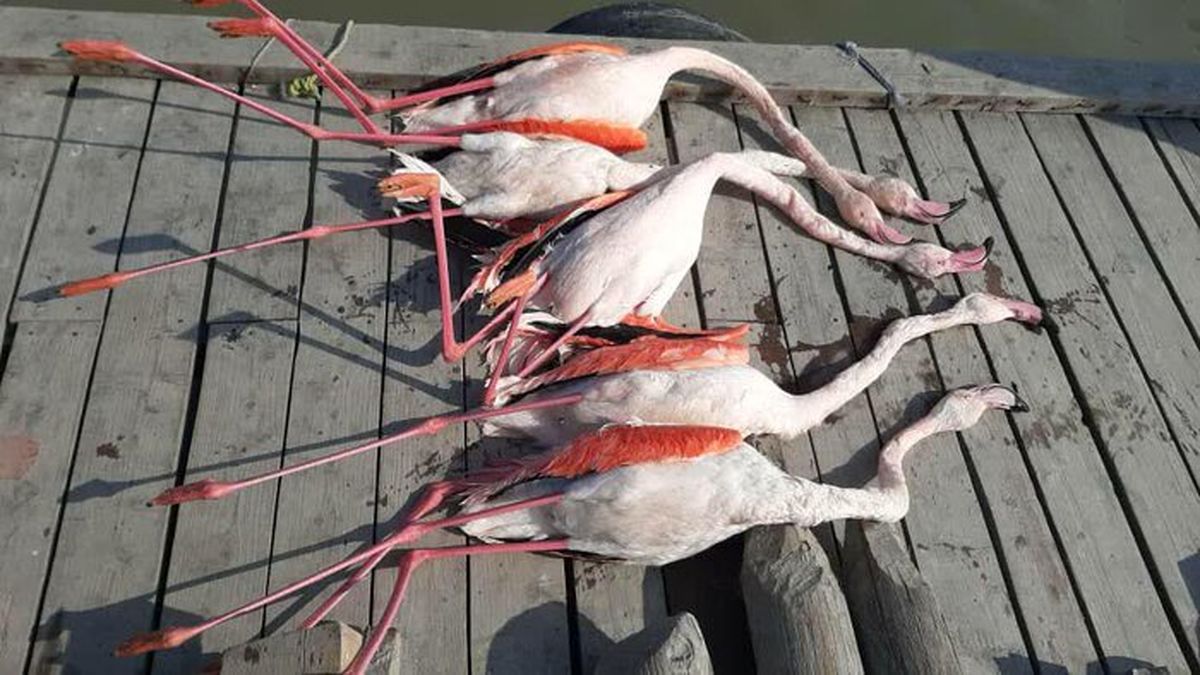 احتمال بازگشت بیماری بوتولیسم به میانکاله