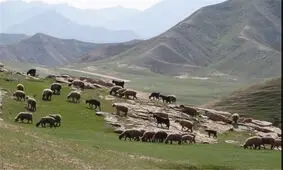 بیش از ۲ هزار هکتار از مراتع قوچان بیمه شد