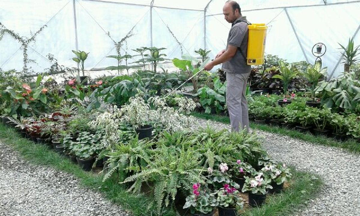 رشد جهشی گلخانههای کرمانشاه