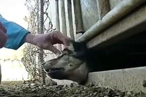 نجات سگ‌ گرفتار زیر کانکس‌ توسط جوان دهلرانی/ ویدئو