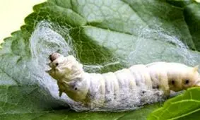 ابریشم اصل چگونه تولید می‌شود؟/ ویدئو