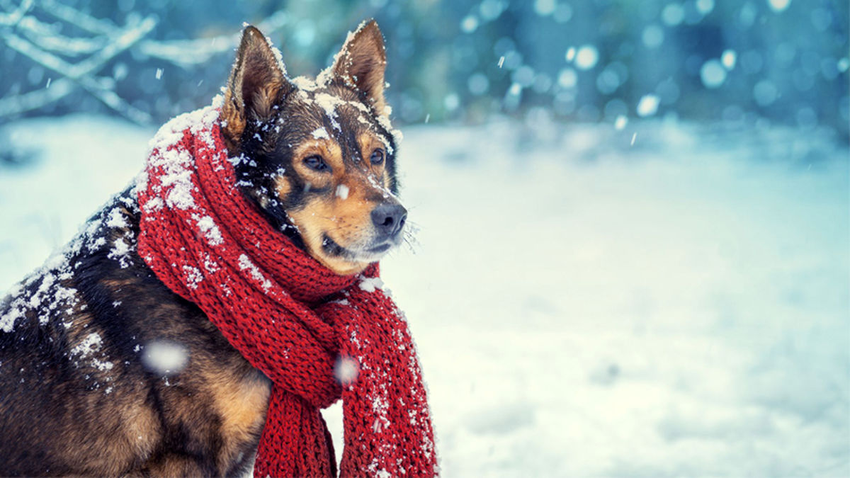 یخ بستن سگ زنده در دمای ۵۴- درجه سیبری!/ ویدئو