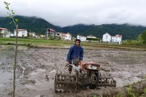کشت مکانیزه ۱۰۰ هزار هکتار از مزارع برنج در مازندران