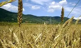 زنجان رتبه برتر کشور را در مدیریت کنترل آفت سن گندم دارد
