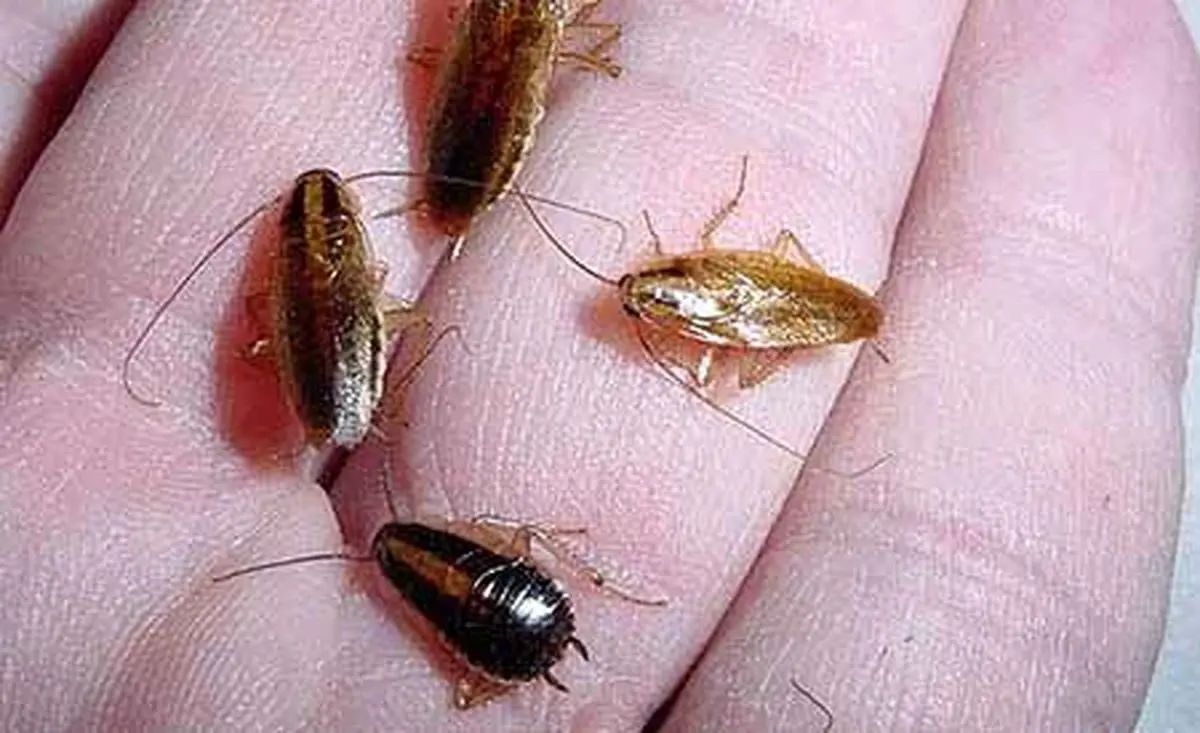 داستان عجیب سوسک‌های اسکناس‌آفرین/ عکس