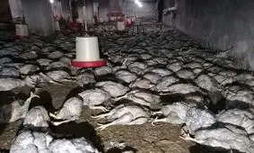 سوختن ۷ هزار جوجه در شیروان