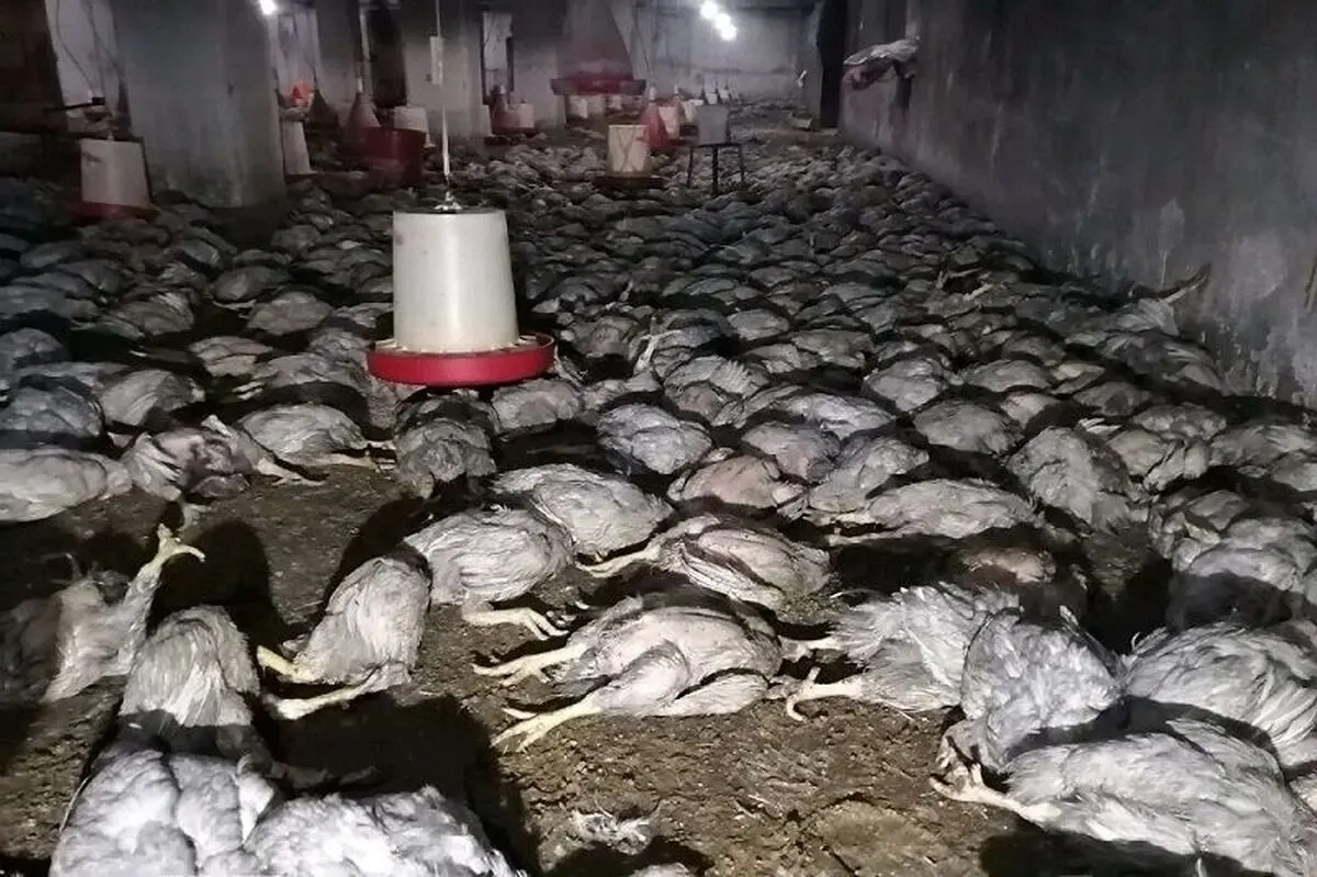 سوختن ۷ هزار جوجه در شیروان