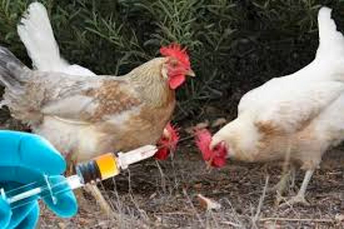 تزریق واکسن آنفلوآنزا به ۳ میلیون پرنده در البرز