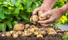 سیب‌زمینی کاران اردبیل از بذر بومی استفاده کنند