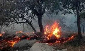 ۲۴۱ هکتار از جنگل ها و مراتع گیلان امسال دچار حریق شد