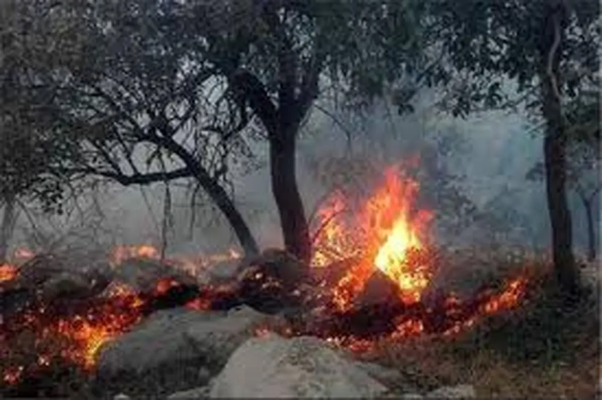۲۴۱ هکتار از جنگل ها و مراتع گیلان امسال دچار حریق شد