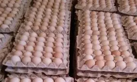 گلایه مینودشتی‌ها از نبود تخم‌مرغ با قیمت دولتی در بازار
